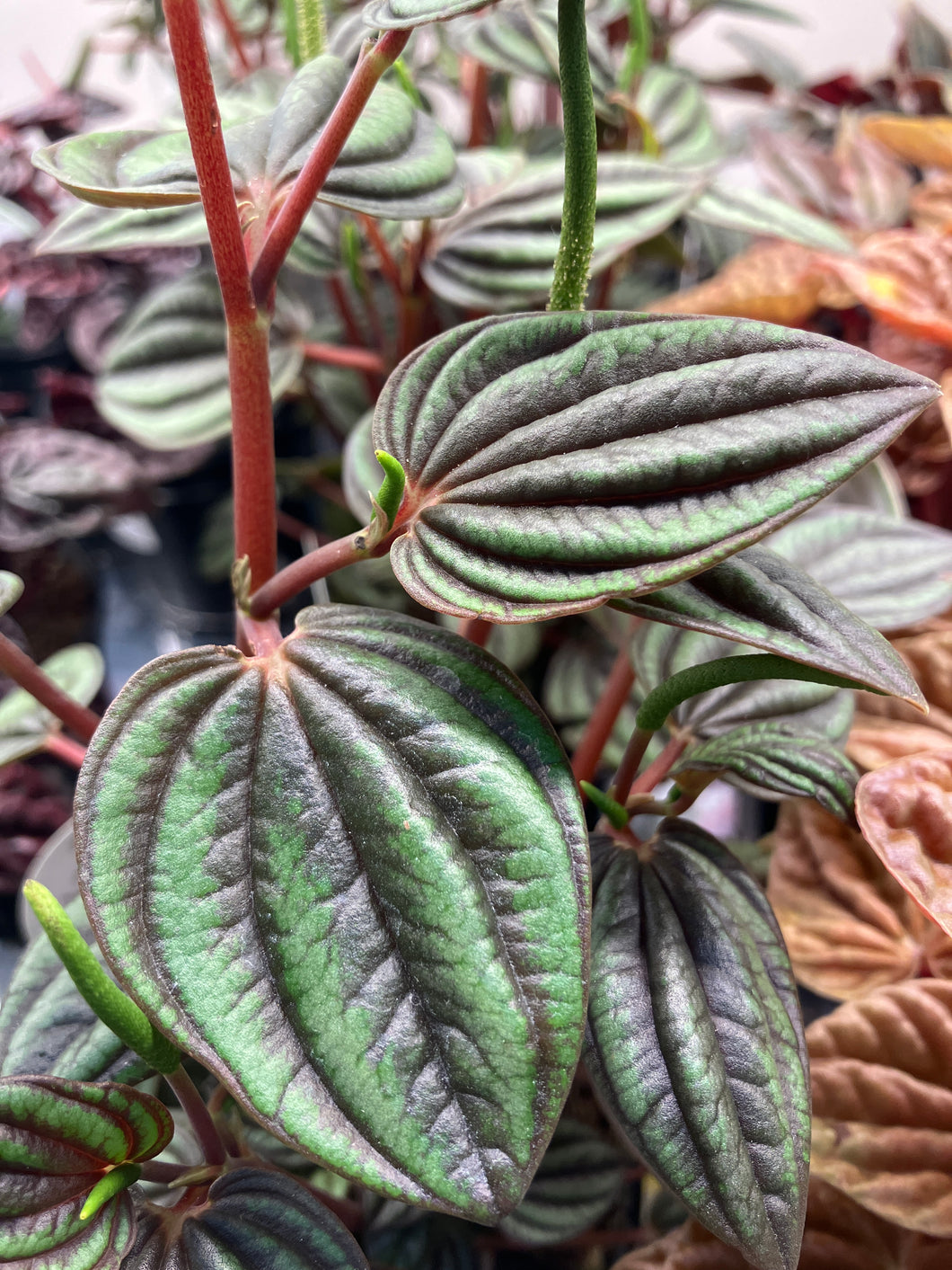 Peperomia albovittata Peacock