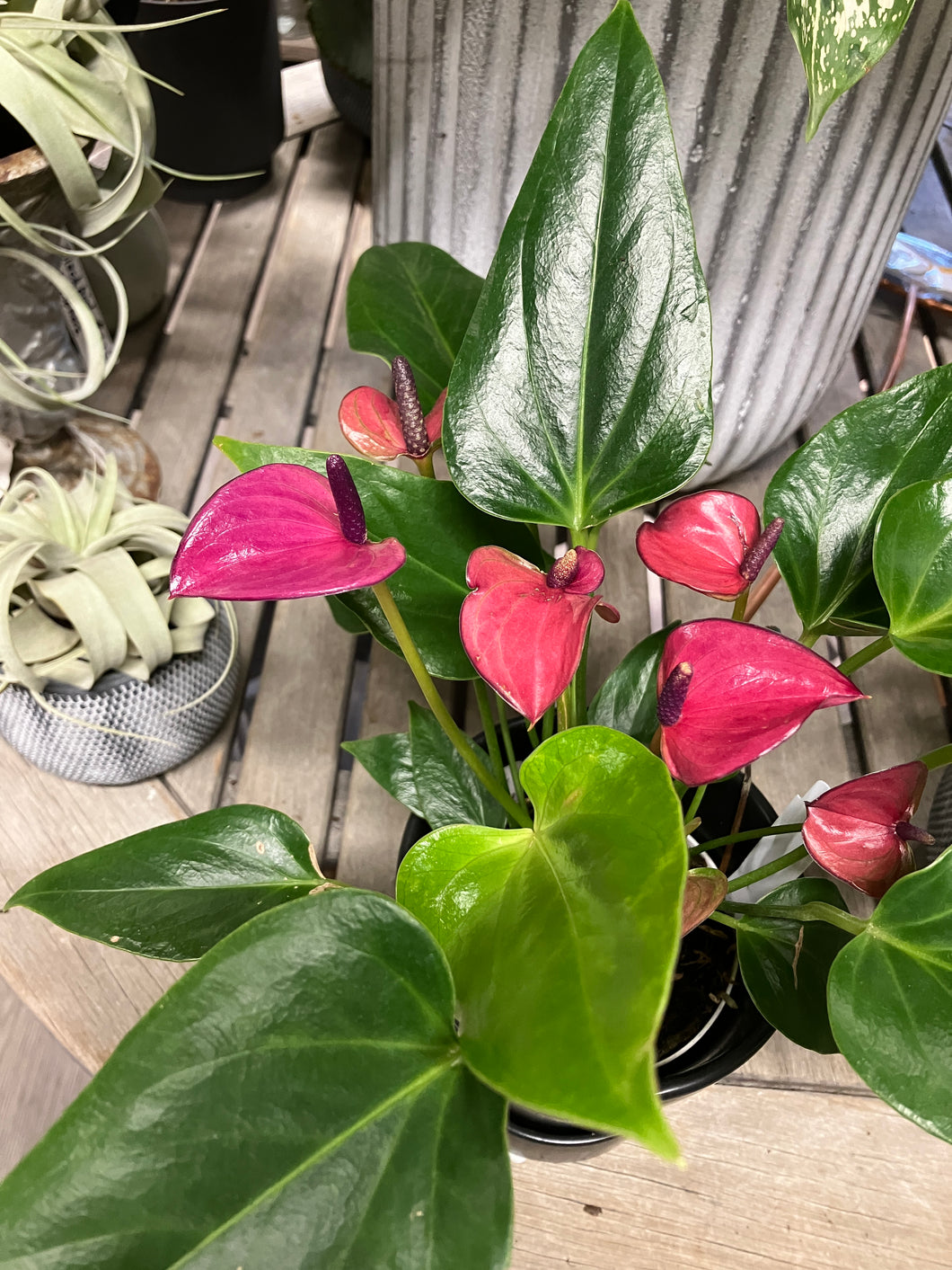 anthurium blooming purple Anthurium Flowering
