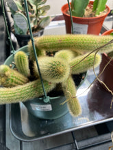 Load image into Gallery viewer, Cleistocactus winteri (Rat tail cactus)
