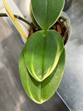 Load image into Gallery viewer, Phalaenopsis sogo vivien &quot;Wilson&quot; (Moth Orchid)
