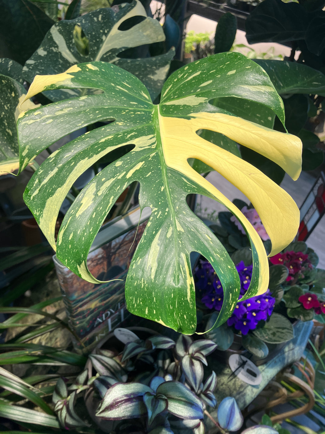 Monstera ‘Thai Constellation’