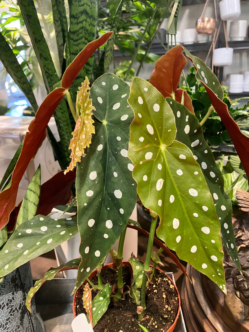 Begonia maculata