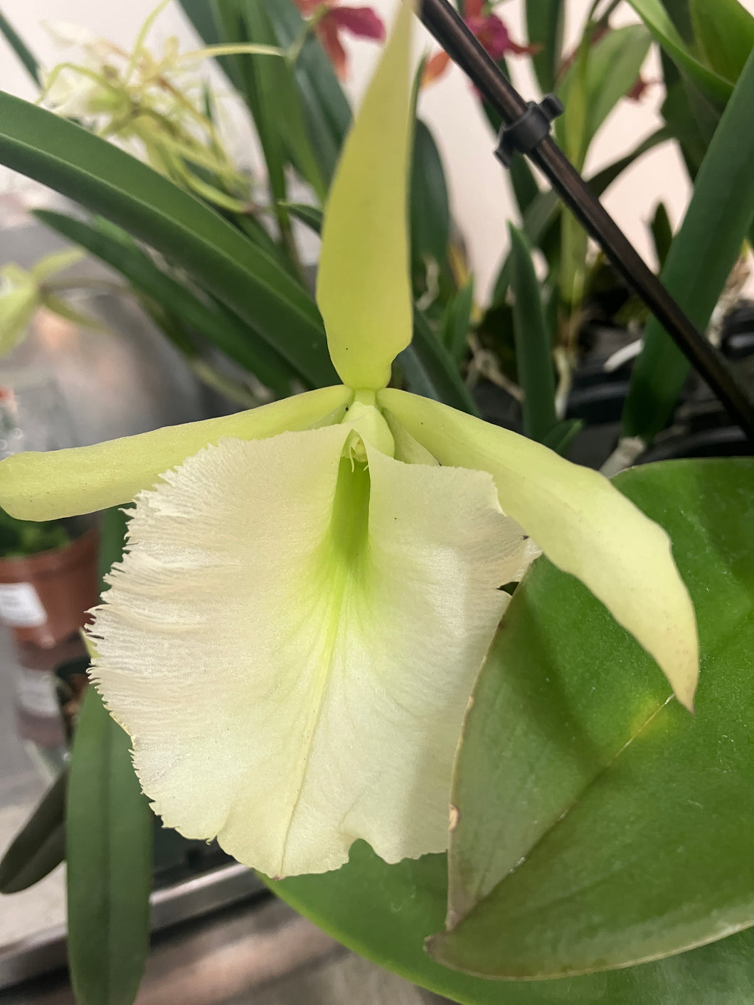 Brassavola nodosa