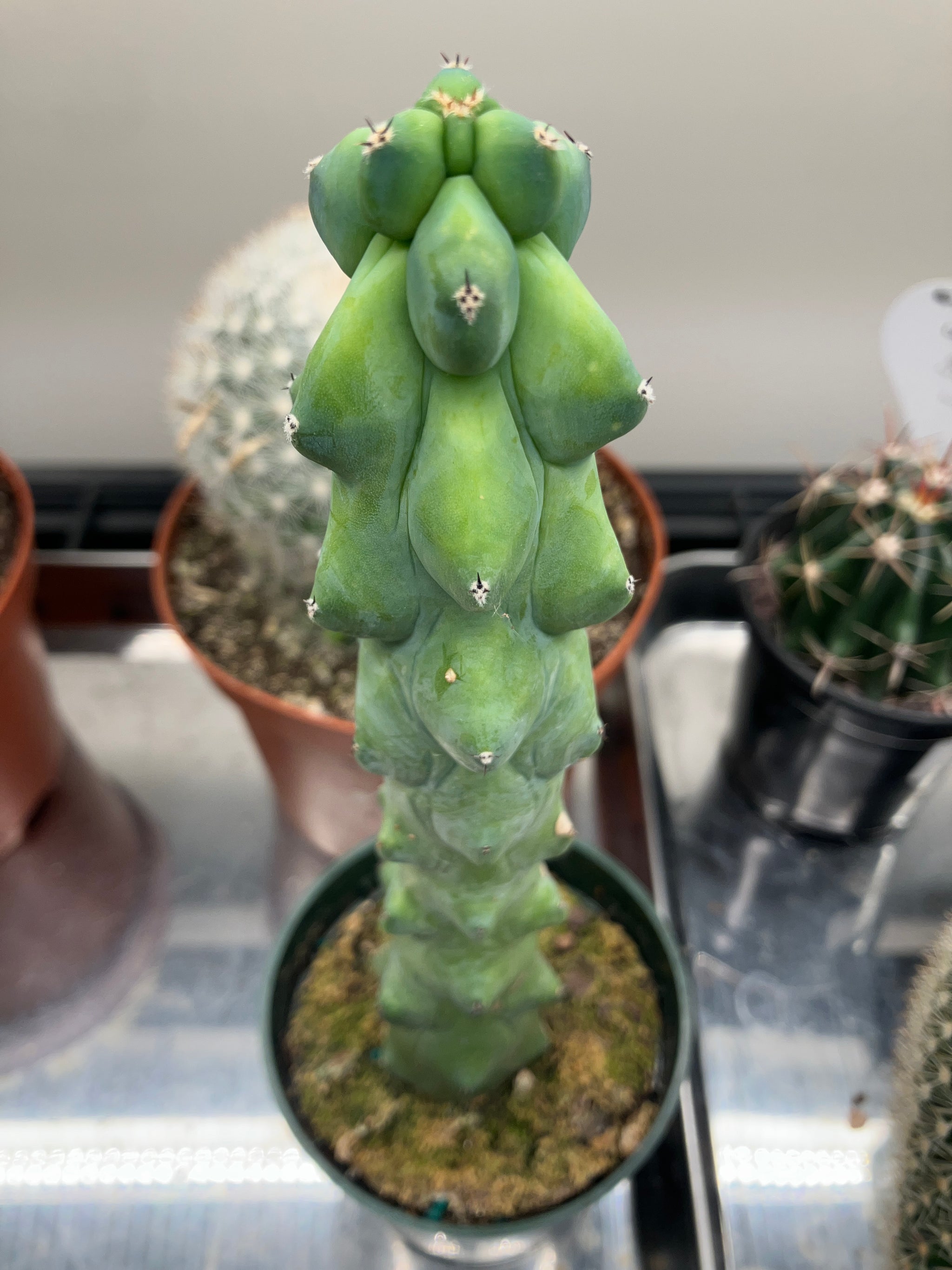 Myrtillocactus geo. 'Fukurokuryuzinboku' (Boobie Cactus)