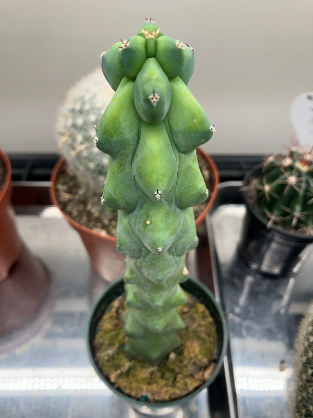boob succulent Myrtillocactus geo. 'Fukurokuryuzinboku' (Boobie Cactus)