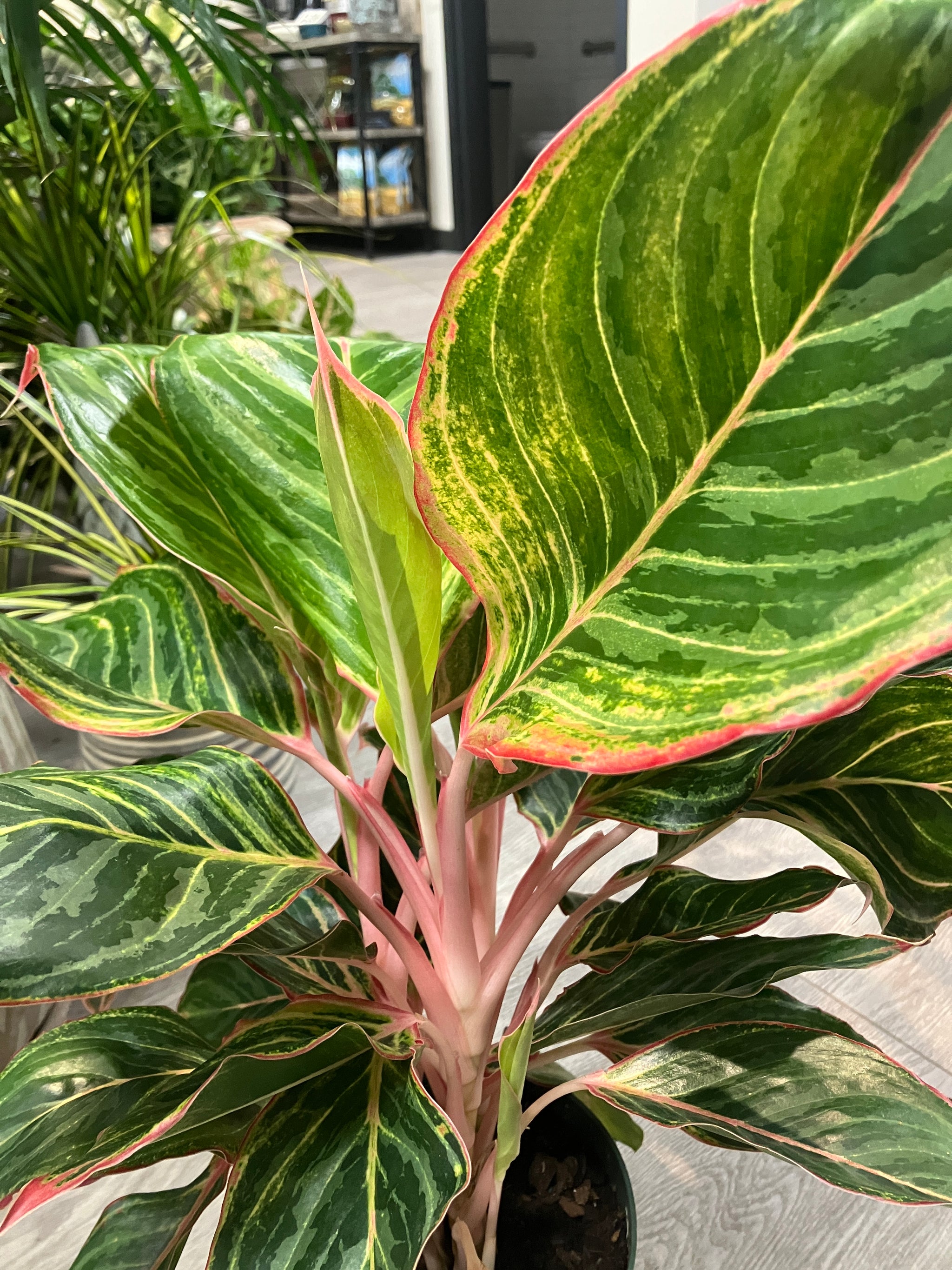Aglaonema 'Moonstone Miles' (Chinese Evergreen) – Verdant Yakima