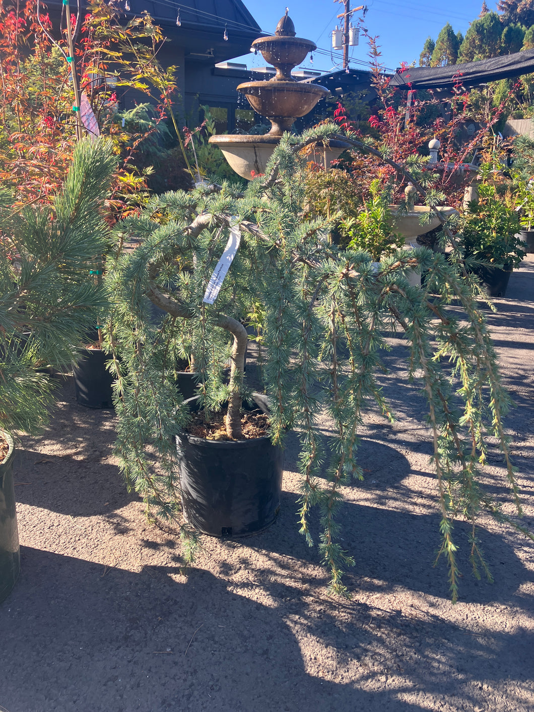 Cedrus atlantica 'Glauca Pendula'