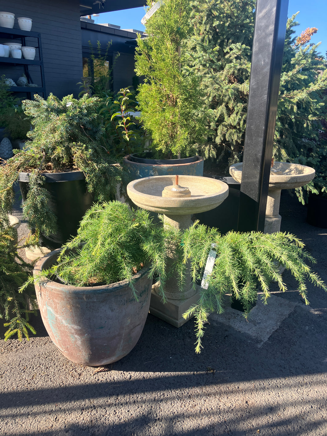 Cedrus d. 'Golden Horizon'