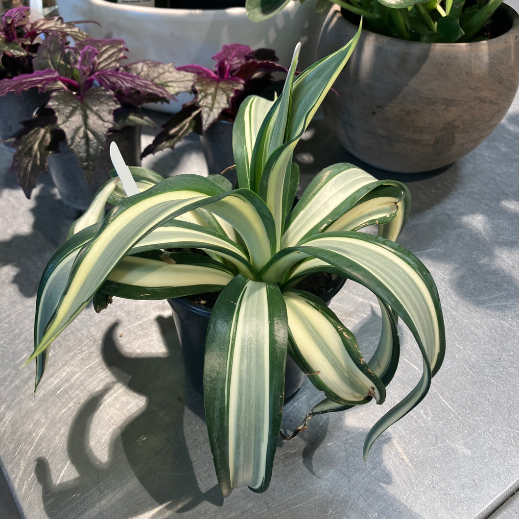 Agave lophantha 'Superwhite'