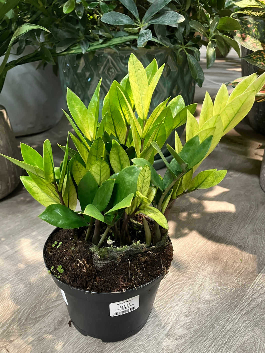 Zamioculcas zamiifolia 'Chameleon' (ZZ Plant)