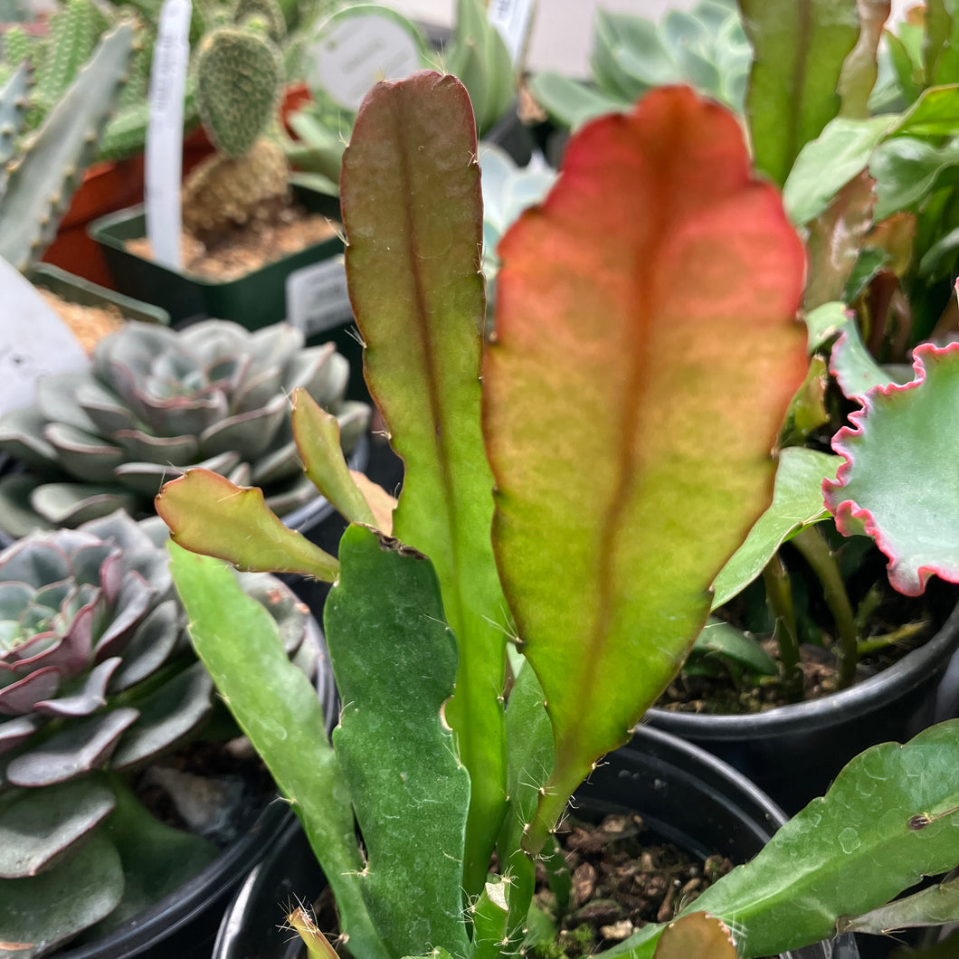 Epiphyllum hookeri 'Fire'