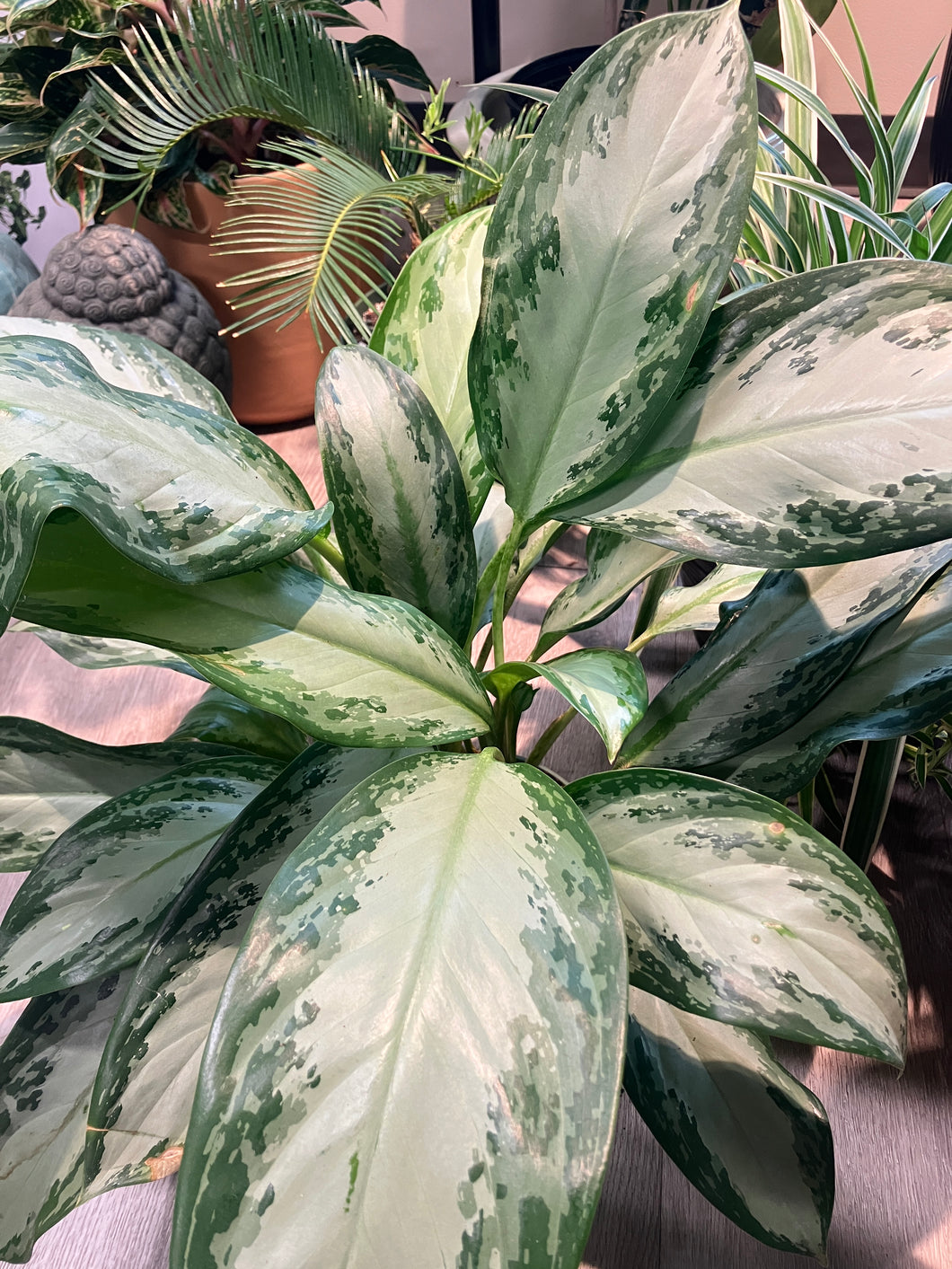 Aglaonema 'Emerald Bay' (Chinese Evergreen)