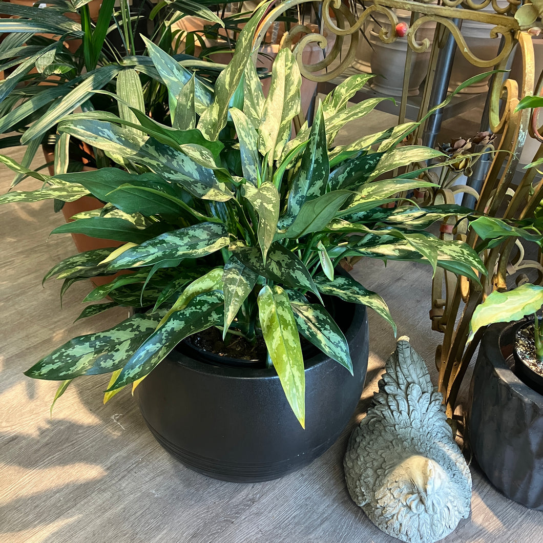 Aglaonema 'Maria'