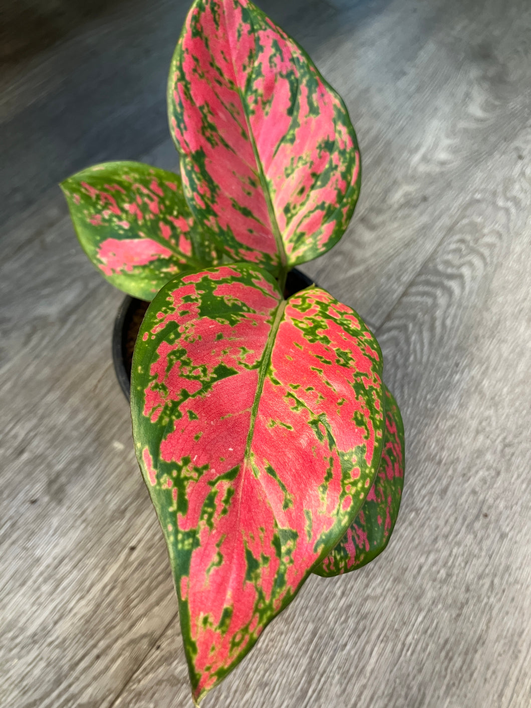 Aglaonema 'Ruby Ray'