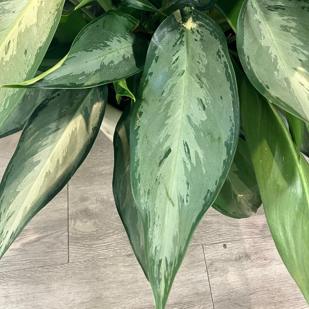 Aglaonema 'Silverado'