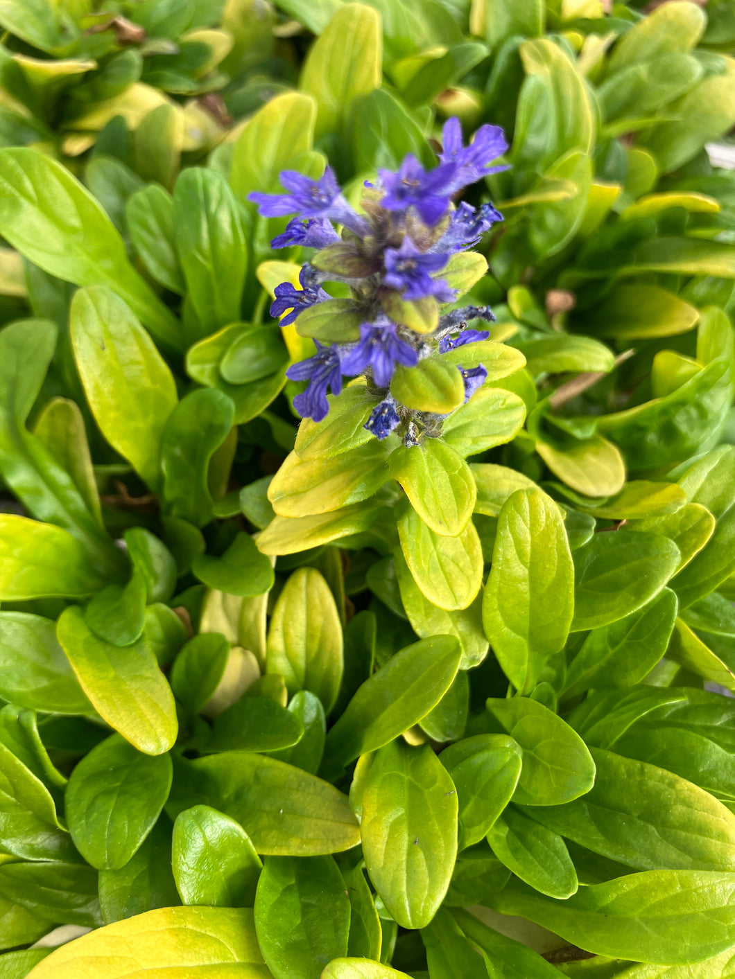 Ajuga 'Cordial Canary'