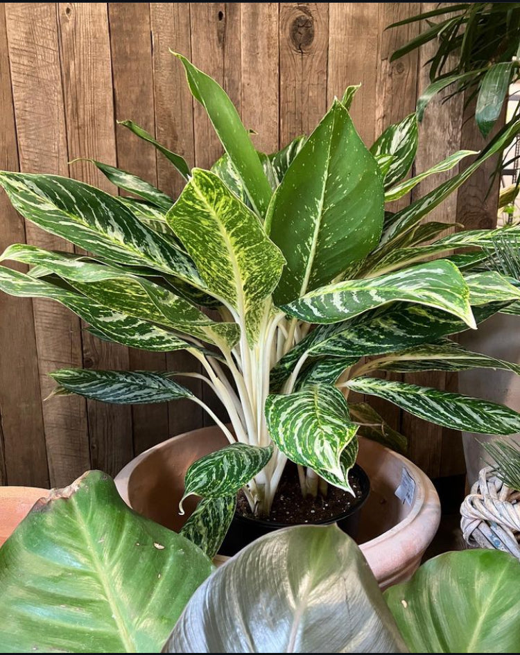 Aglaonema 'Golden Madonna' (Chinese Evergreen)