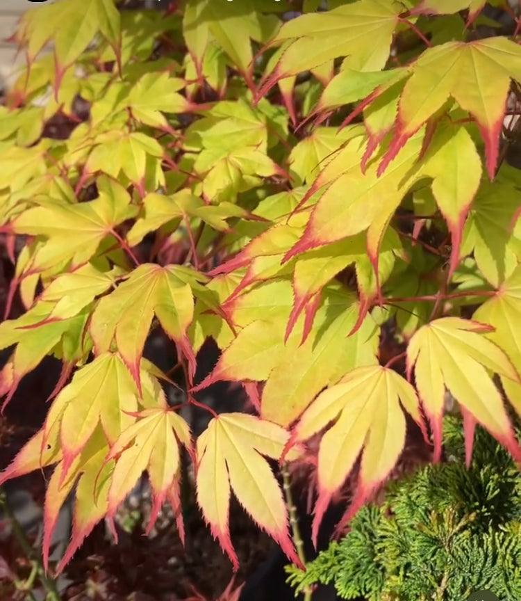 Acer palmatum 'Tsuma gaki'