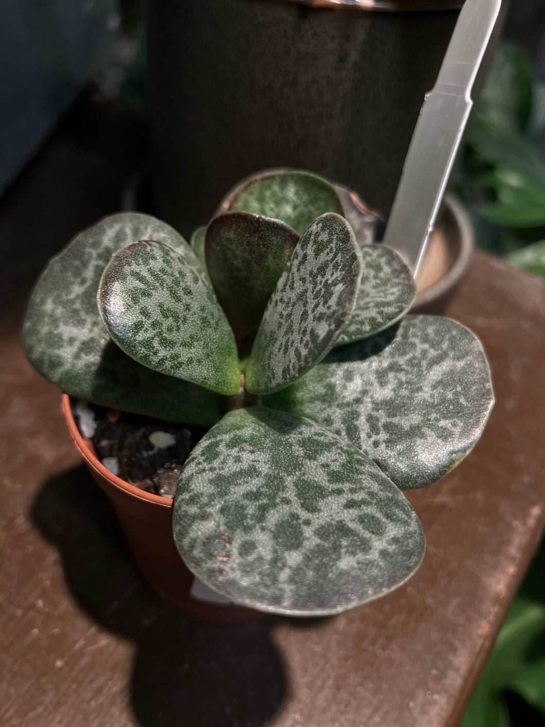 Adromischus maculatus (Calico Hearts)