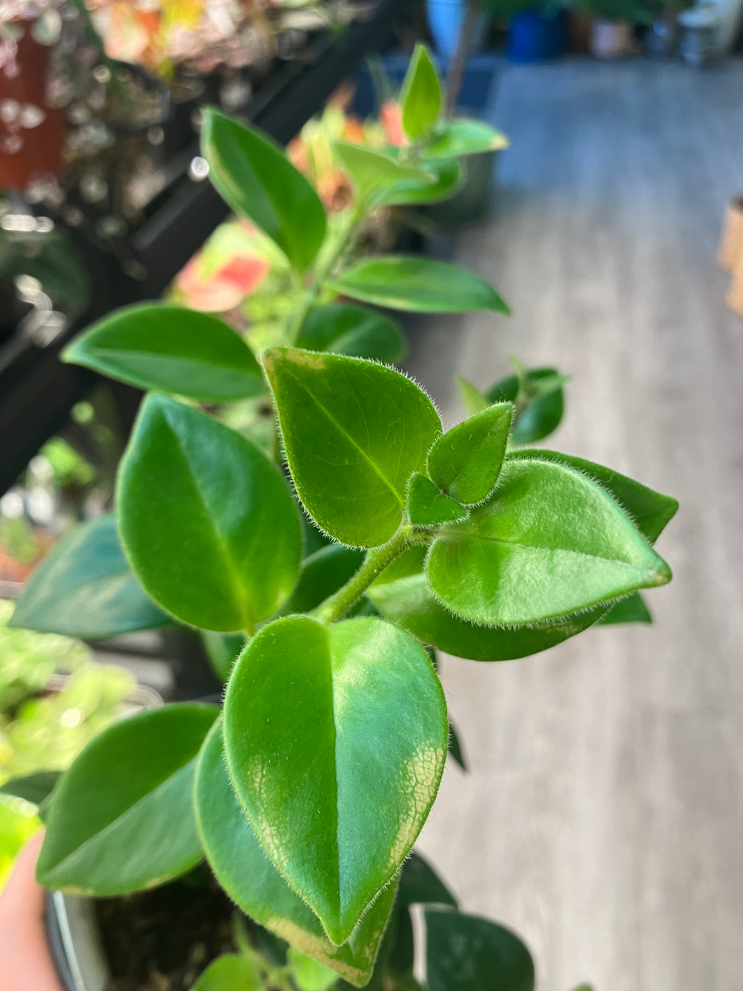 Aeschynanthus 'Mona Lisa'