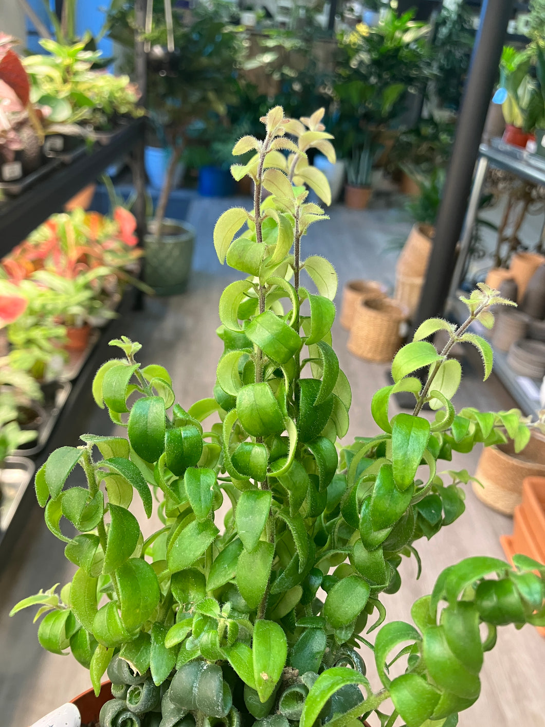 Aeschynanthus 'Rasta'