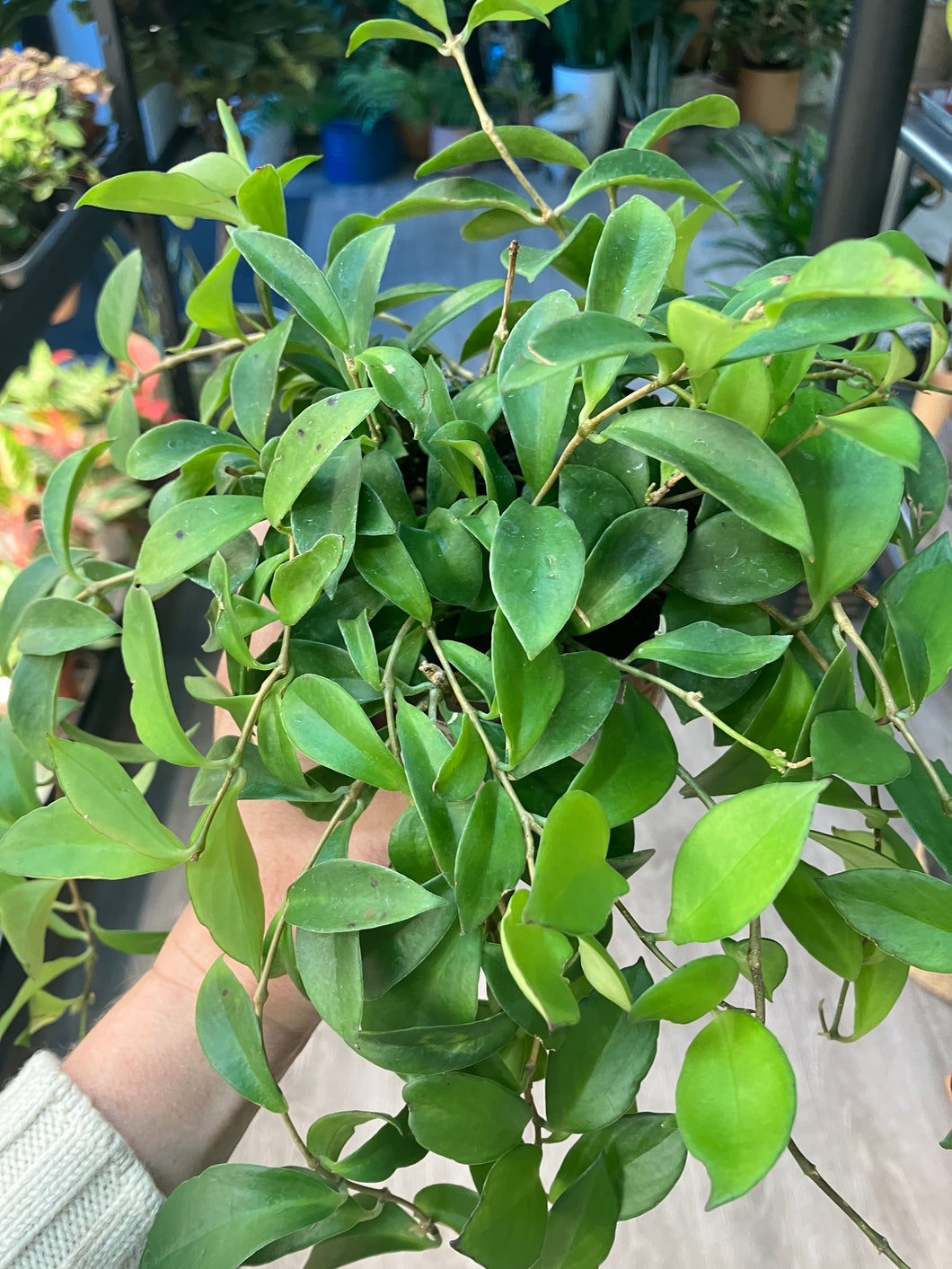 Aeschynanthus 'Purple Star'