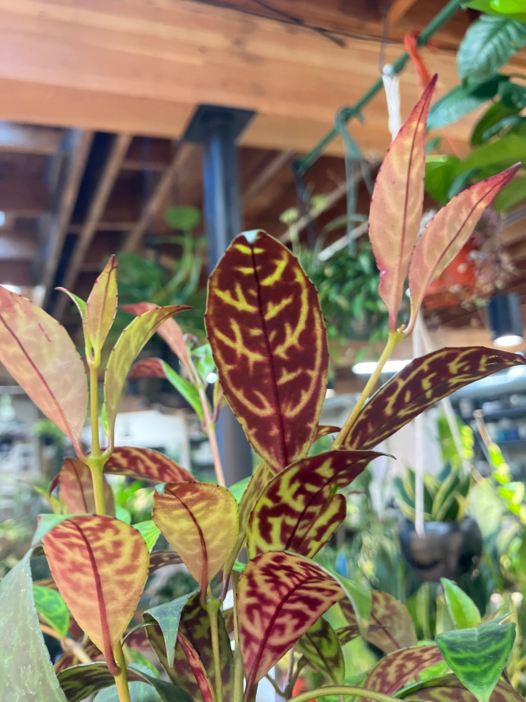 Aeschynanthus long. 'Black Pagoda'