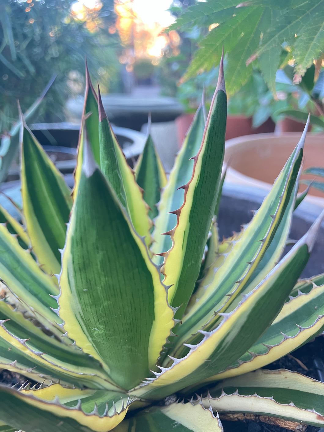 Agave lophantha 'Quadricolor'