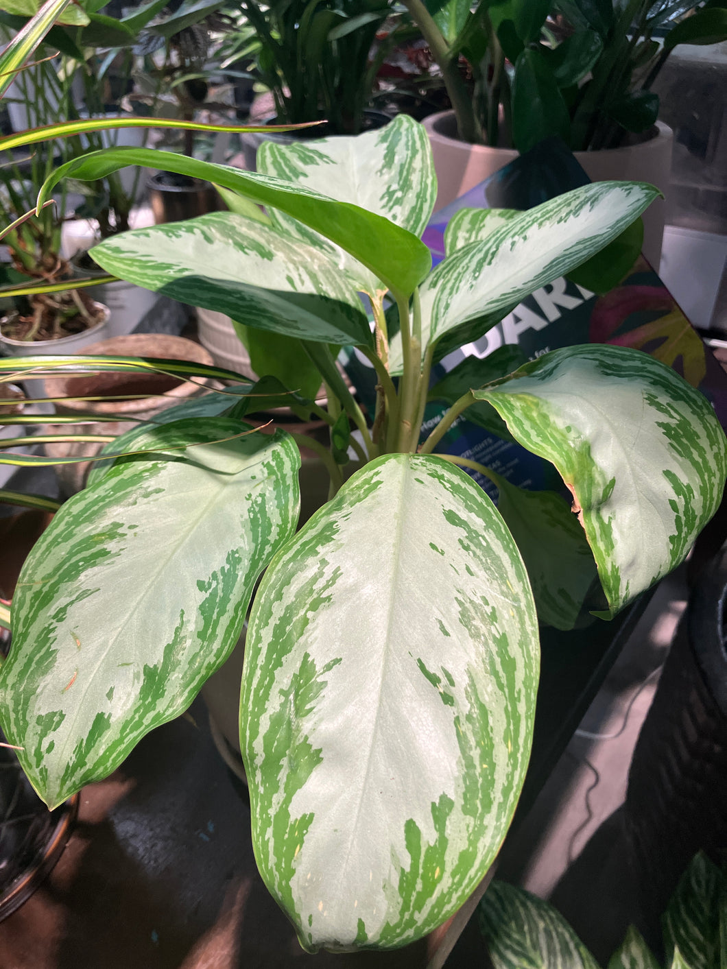 Aglaonema 'Leprechaun' (Chinese Evergreen)