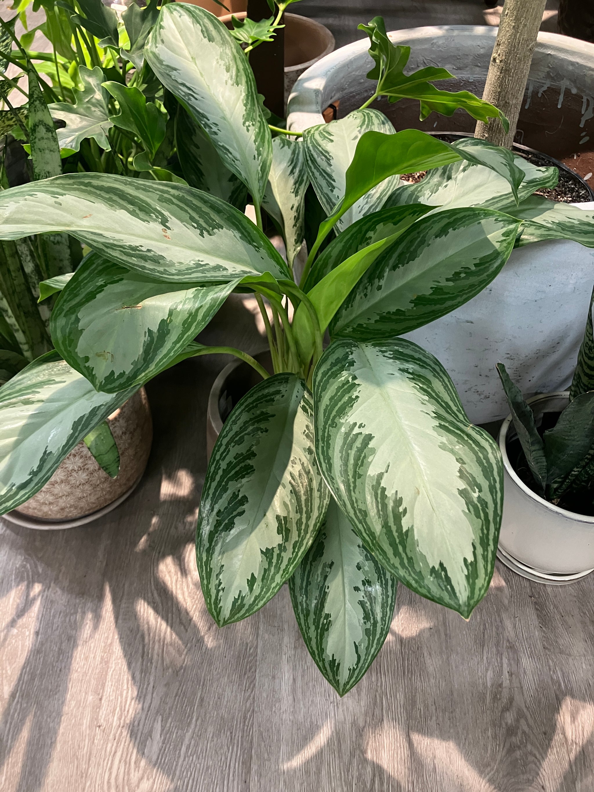 aglaonema silver bay Aglaonema 'Silver Bay' (Chinese Evergreen)