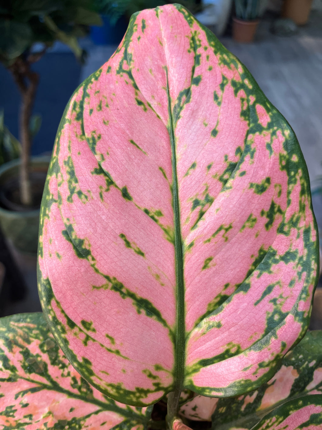 Aglaonema 'Lady Valentine' (Chinese Evergreen)