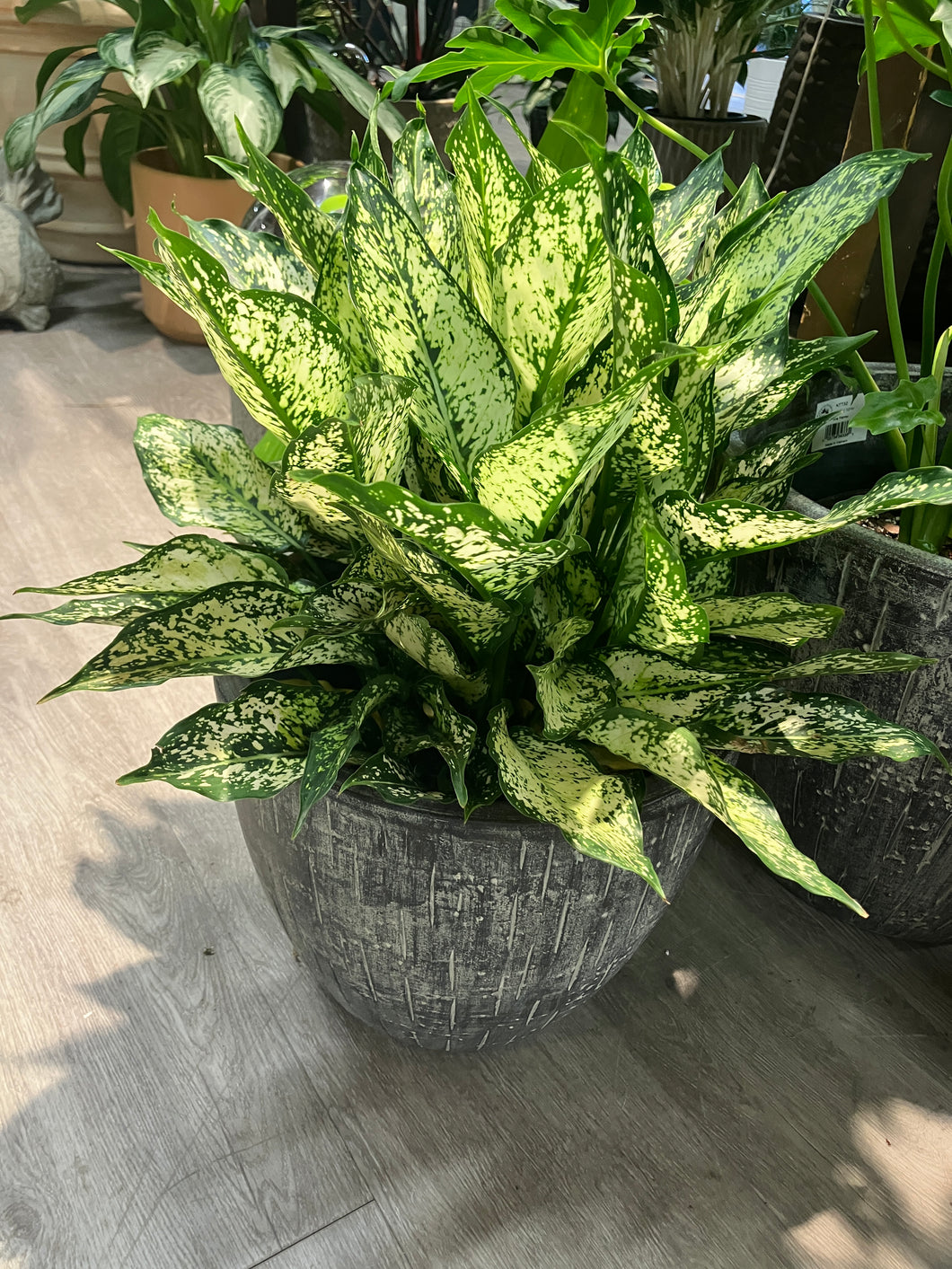 Aglaonema 'Spring Snow' (Chinese Evergreen)