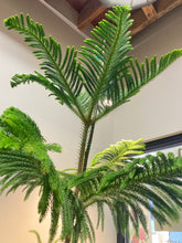 Load image into Gallery viewer, Araucaria heterophylla (Norfolk Pine)
