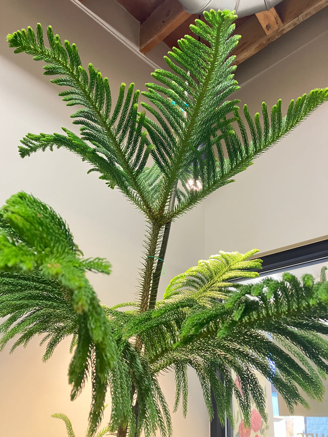 Araucaria heterophylla (Norfolk Pine)