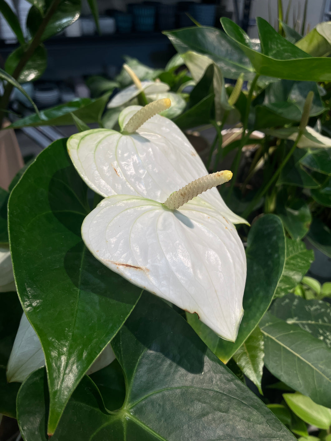 Anthurium White