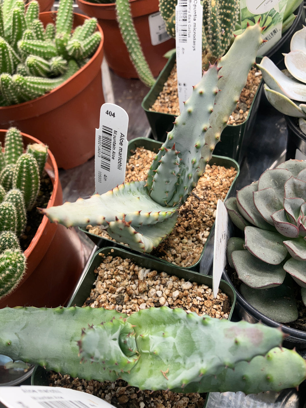 Aloe marlothii