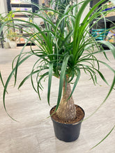 Load image into Gallery viewer, Beaucarnea recurvata  (Ponytail Palm)
