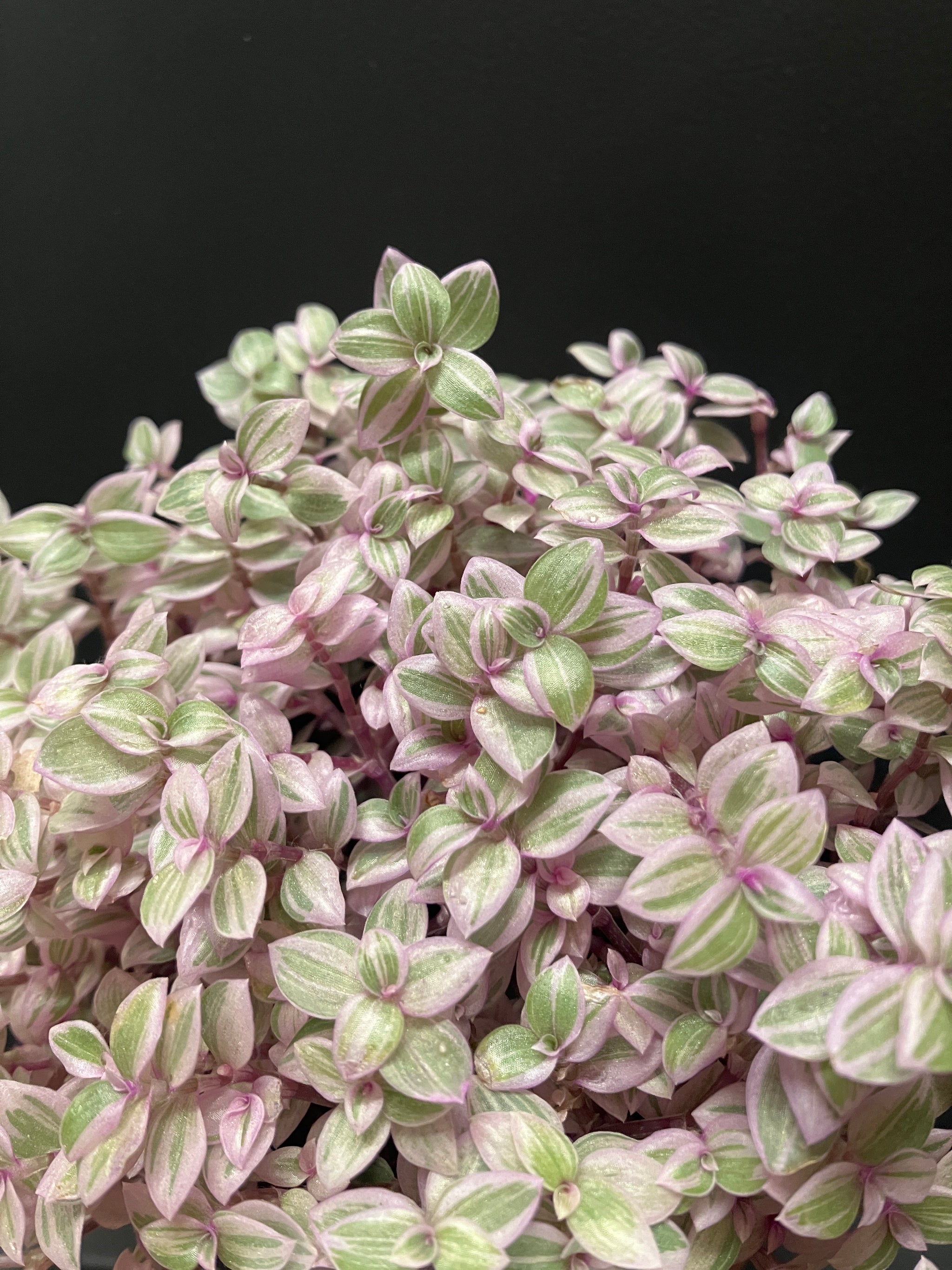 Callisia repens 'Pink Panther' – Verdant Yakima