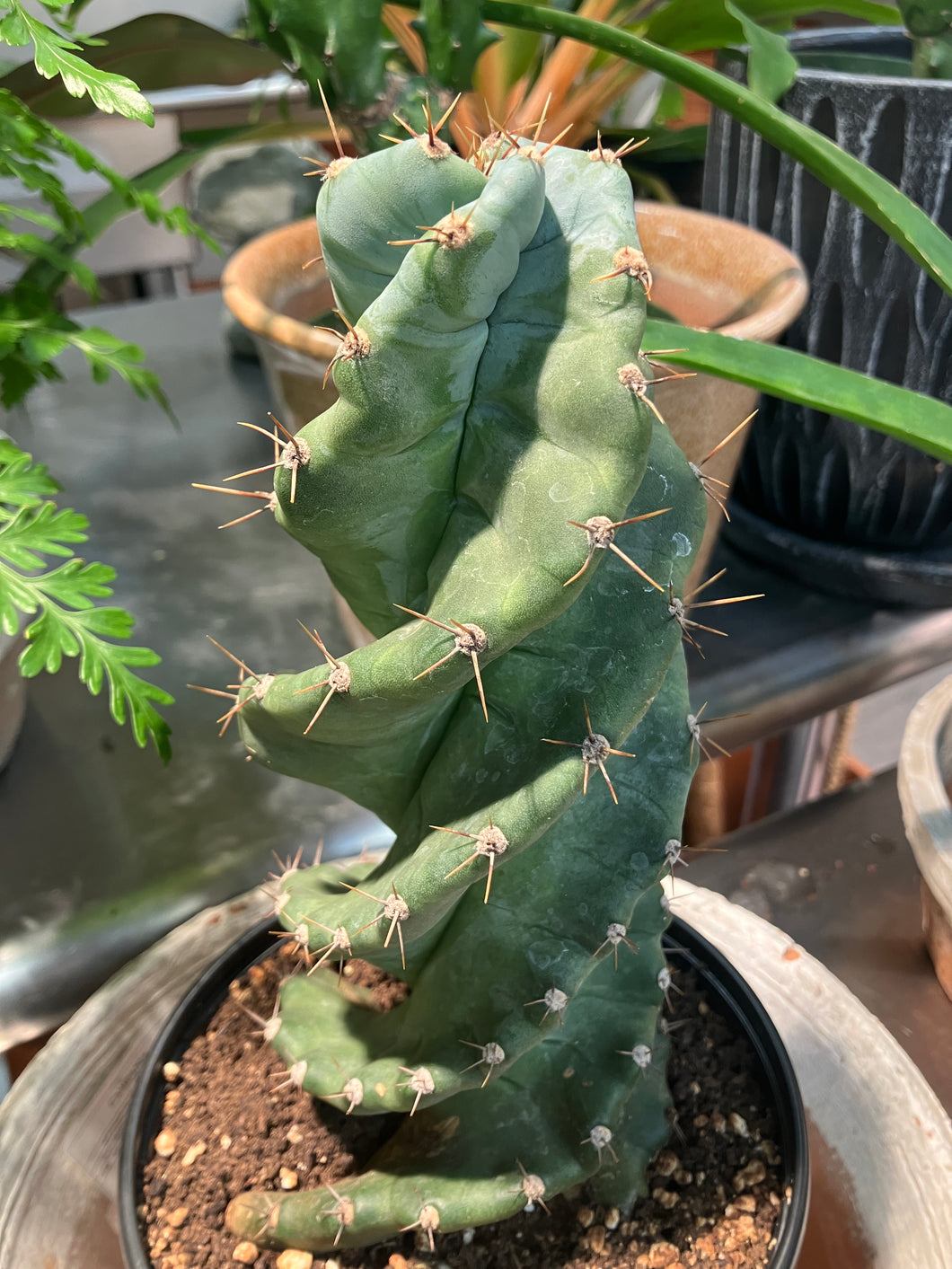 Cereus forbesii 'Spiralis' (Twisted Cactus)