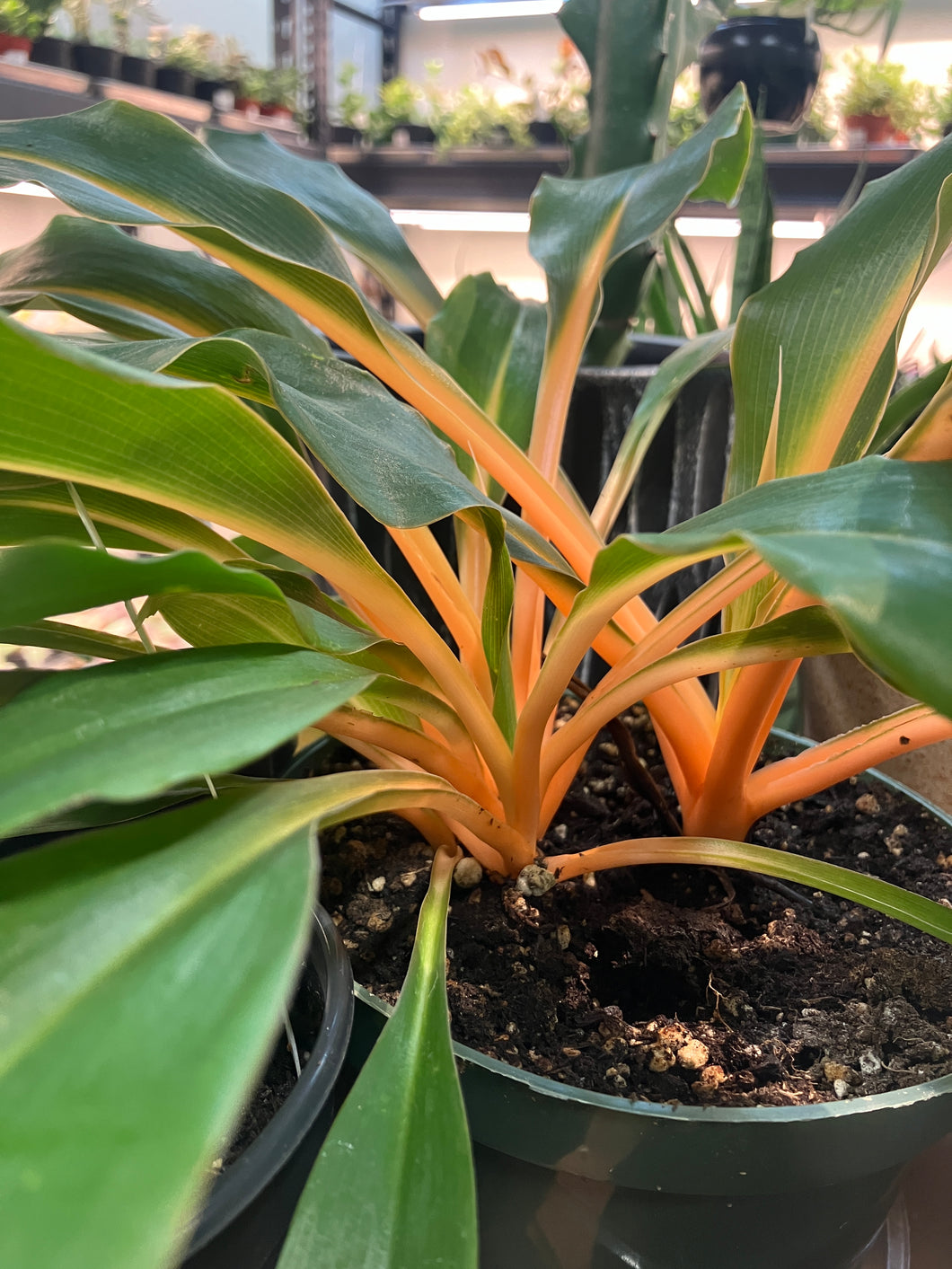 Chlorophytum am. 'Orange Mandarin' (Spider Plant)