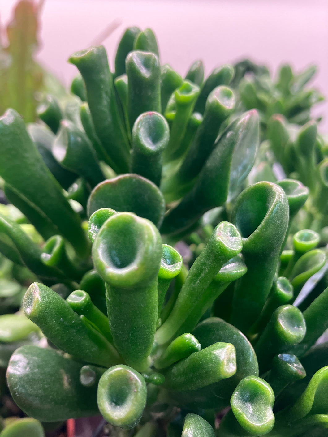 Crassula ovata 'Hobbit'