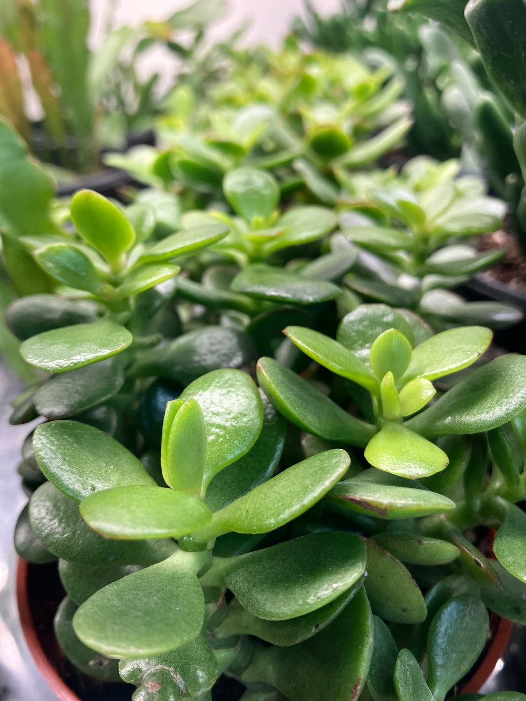 Crassula ovata 'Crosby's Compact'
