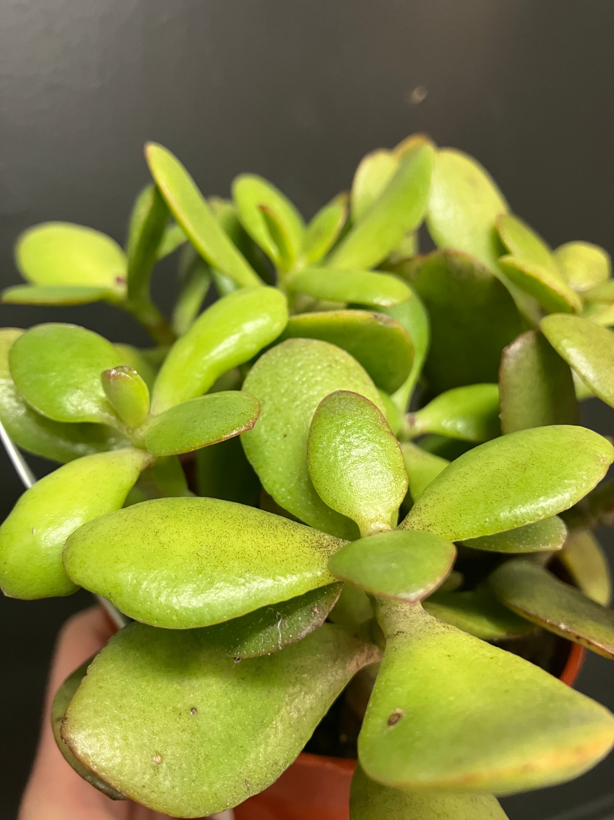 Crassula ovata (Jade Plant) – Verdant Yakima