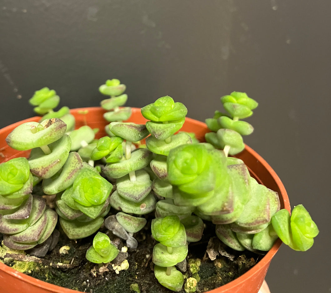 succulent plant necklace Crassula marnieriana (Jade Necklace) – Verdant Yakima