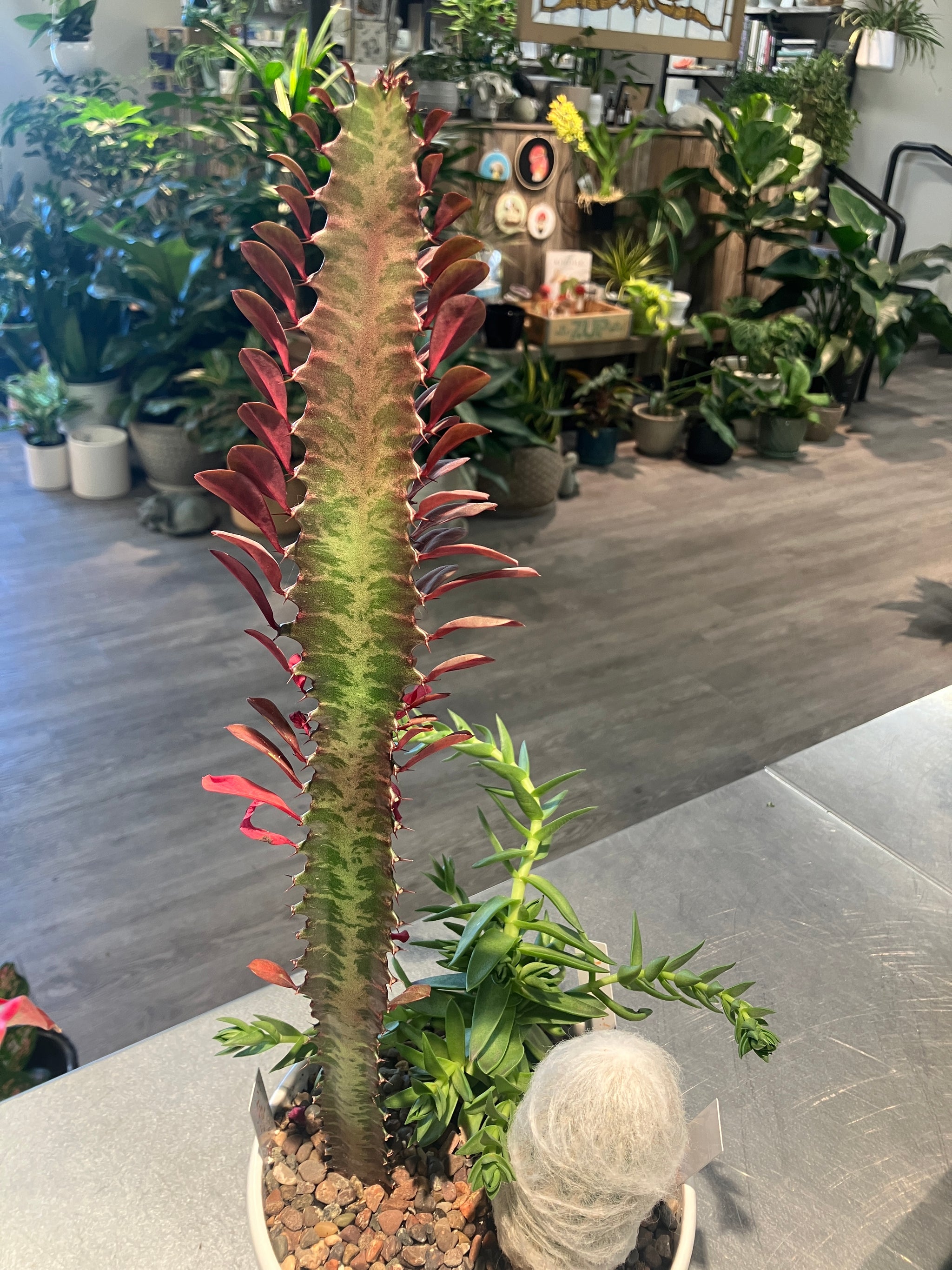 is milk good for succulents Euphorbia trigona 'Rubra' (African Milk Tree) – Verdant Yakima