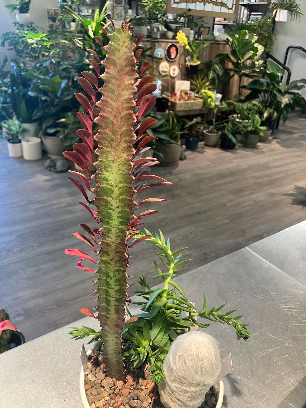 Euphorbia trigona 'Rubra' (African Milk Tree)