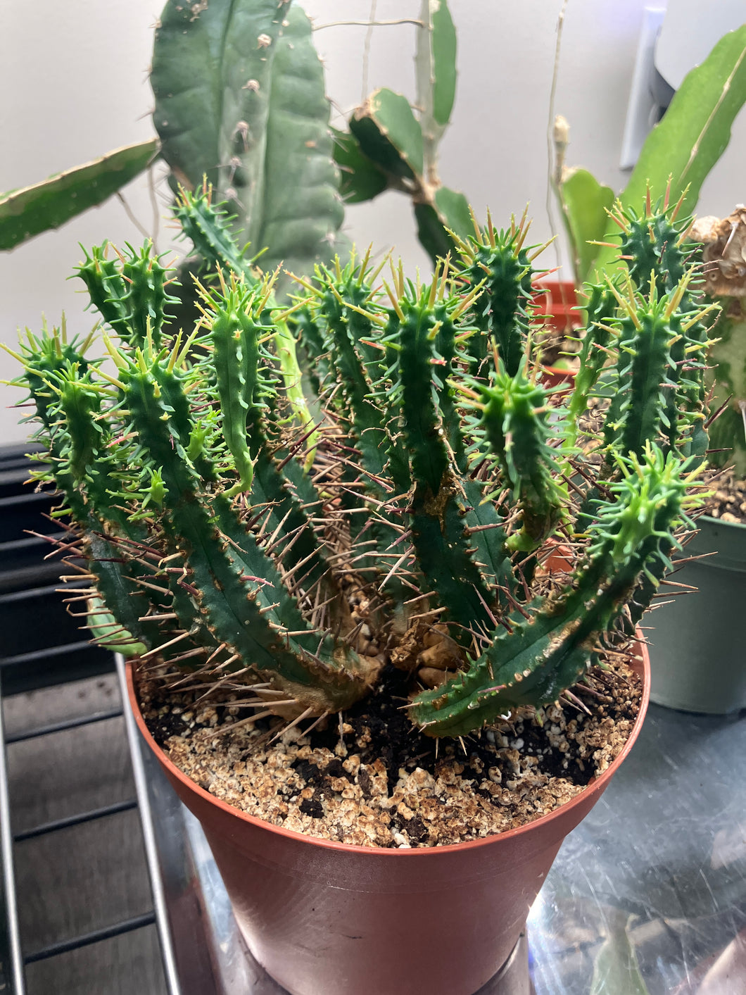 Euphorbia ferox