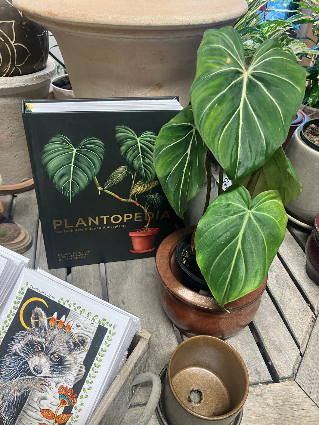 Philodendron gloriosum