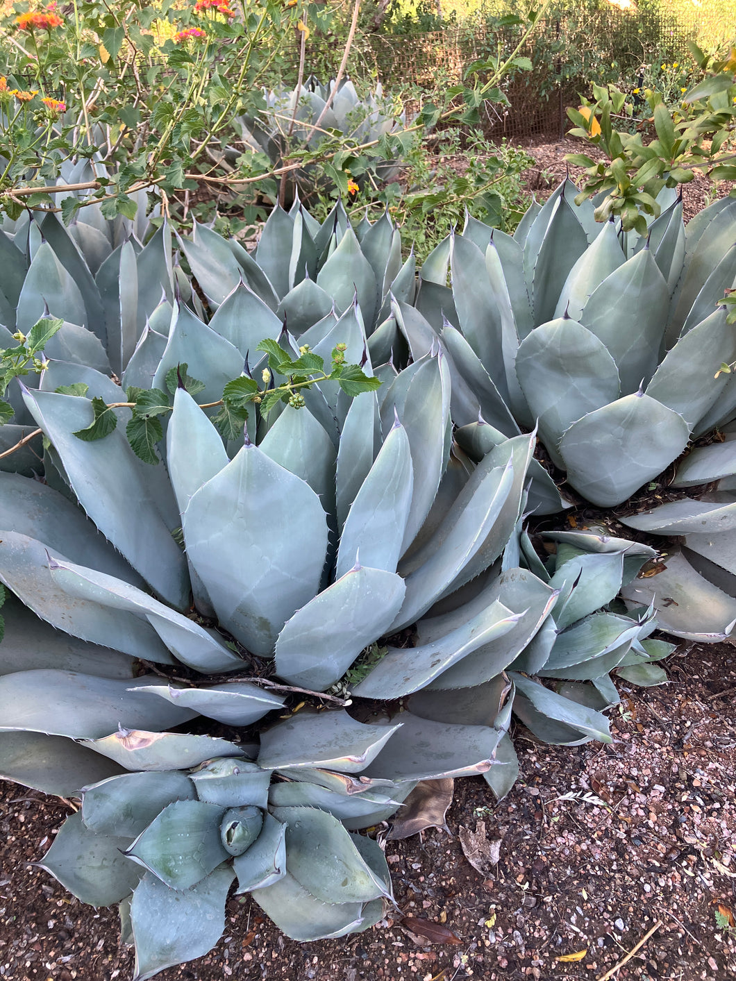 Agave parryi