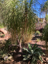 Load image into Gallery viewer, Beaucarnea recurvata  (Ponytail Palm)
